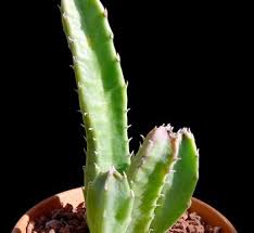 Image result for Euphorbia schinzii