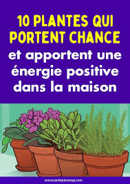 10 Plantes Qui Portent Chance Et Apportent Une Energie Positive Dans La Maison Plante Porte Bonheur Plante Energie Positive