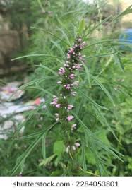 Image result for Leonurus japonicus