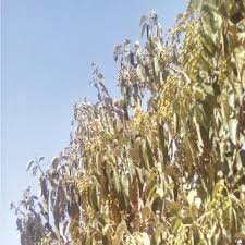 Image result for Embelia schimperi