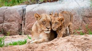 Lions are carnivores and they hunt mostly antelopes, zebras and wildebeests. Partnering To Protect The Lion S Share Fund Mars Incorporated