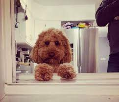 This is our first litter with indie and harley. Gold Coast Labradoodles