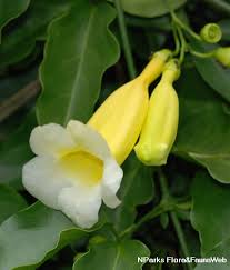 Image result for Hyparrhenia anemopaegma