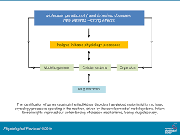 Learning Physiology From Inherited Kidney Disorders Physiological Reviews