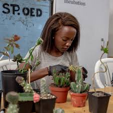 Cactus cuttings do not need water to root. Cut Paste Cacti Mediamatic