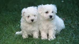 Take a good look at their eyes. Maltese Puppies Cute Pictures And Facts Dogtime