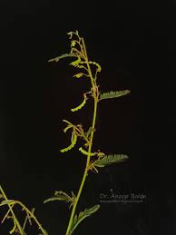 Image result for Aeschynomene sp. B