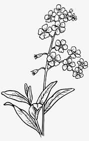 With this image we start: Forget Me Not Flower Drawing Transparent Png 4000x6143 Free Download On Nicepng
