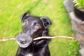 Que Hacer Si Mi Perro Muere En Casa Mascotaking