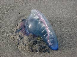 Beached Jellyfish 