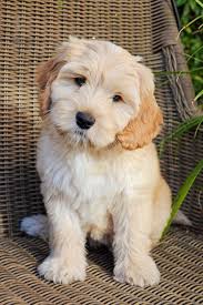 Select pure australian labradoodles to adopt! Our Medium Australian Labradoodle Puppy Bella Is So So Sweet We Love Her So Cute Too Cutest Labradoodle Labradoodle Puppy Labradoodle Labradoodle Dogs
