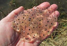 This critically endangered native frog has a fighting chance for survival with. Life Cycle Of A Frog Worldkids