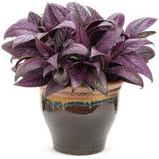 Image result for Strobilanthes