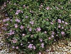 Image result for Lantana viburnoides