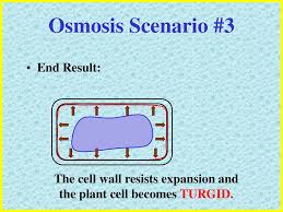 Plant cells that lose much. Passive Transport Simple Diffusion Osmosis Ppt Download