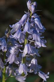 The flowers are wilting in the vase. The Ring Of Spanish Bluebells Cary Magazine