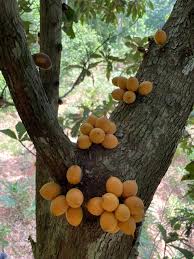 Image result for Cyphostemma kaessneri