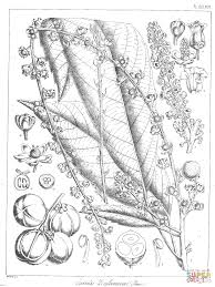 Image result for Hunteria zeylanica