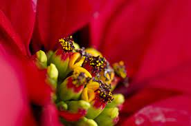 poinsettia 聖誕紅 ポインセチア photography brooch jewelry