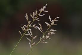 Image result for Eragrostis racemosa