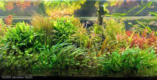 It was described by dutch botanist hendrik de wit in honour of aquarium hobbyist and writer albert wendt. Aga 2008 Aquascaping Contest 59