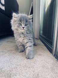 Join millions of people using oodle to find kittens for adoption, cat and kitten listings, and other pets adoption. British Longhair Cats For Sale Miami Fl British Shorthair Kittens Cats Cute Cats And Kittens