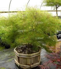 We did not find results for: Home Garden Trees Japanese Maple Fairy Hair
