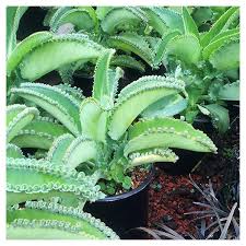Image result for Kalanchoe daigremontiana