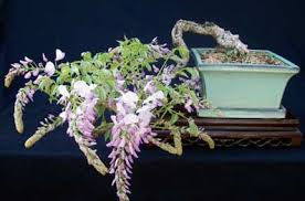 Image result for Coddia rudis