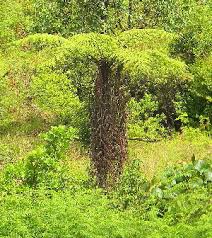Image result for Cyathea manniana