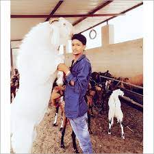 250 x 250 jpeg 12 кб. White Sojat Goat At Price Range 10000 00 70000 00 Inr Piece In Ajmer Id C5649803
