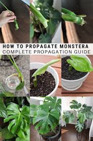 You can propagate monstera plants from stem cuttings. Pin On My Secret Garden Plants And Soil