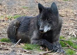 Meet The Wolves Of Speedwell Wolf Sanctuary Of Pa Adopt A Wolf Wolf Tala