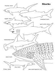 Coloring pages of sharks for kids. Sharks Coloring Page