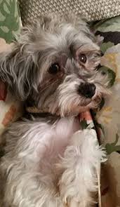 What are the unique characteristics of havanese dogs? 180 Havanese Rescue Dogs Ideas Rescue Dogs Havanese Dogs