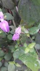 Image result for Dicliptera quintasii