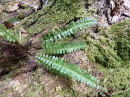 Image result for Asplenium macrophlebium