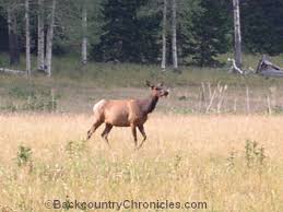 Generally, elk can be hunted most of year where arizona game and fish is trying to keep unwanted elk out of areas of agricultural fields and in areas of competitive species, such as mule deer. Hunt Elk In Wyoming With Over The Counter Tags In 2019