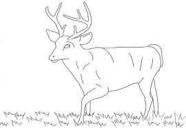 Find high quality whitetail coloring page, all coloring page images can be downloaded for free for personal use only. White Tailed Deer Coloring Pages Bestappsforkids Com