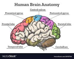 Human Brain Anatomy Diagram