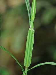 Image result for Scleria mikawana