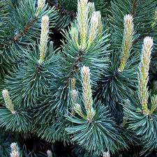 The mugo pine (pinus mugo) is a species of coniferous needled evergreen that is a favorite in landscape use. Rikenmon S Nature Guide Mountain Pine Pinus Mugo
