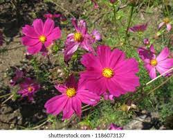 Cosmos Flower In Marathi Best Flower Wallpaper