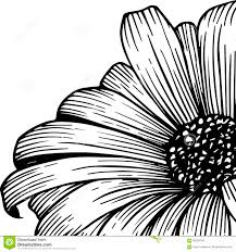 Learn how to draw chrysanthemum pictures using these outlines or print just for coloring. Simple Chrysanthemum Tattoo Drawing Hairsyle Men