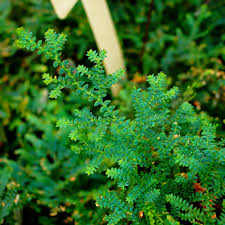 Image result for Selaginella congoensis