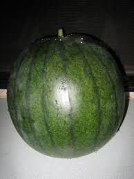 Image result for Citrullus lanatus