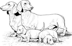 If you really want to …labrador, beautiful dog, with complex patterns. Dachshund And Puppies Coloring Pages Dog Coloring Pages Coloring Pages For Kids And Adults