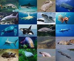 Maybe you would like to learn more about one of these? Aquatic Apex Predators Quiz