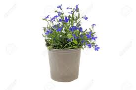 Blue flowering plants for pots. Plant With Small Blue Flowers Planted With A Plastic Flower Pot On A White Background Stock Photo Picture And Royalty Free Image Image 101704110