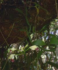 Image result for Vanilla polylepis